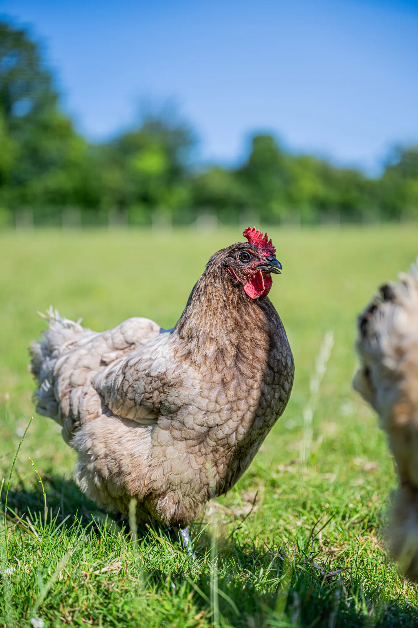 Gite de la cour, poule